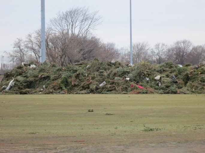 Approximately 135,000 trees are at Randall’s Island during the season. These have yet to be cleaned.